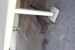Chien