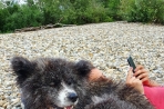 Chien