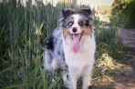 Chien