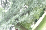 Chien