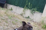 Chien
