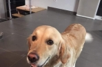 Chien