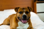 Chien