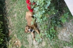 Chien