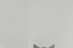 Chien