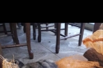 Chien