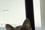 Chien