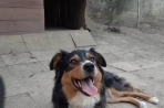 Chien