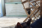 Chien