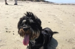 Chien