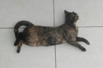 Chien