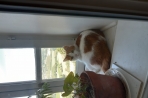 Chien