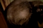 Chien