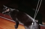 Chien