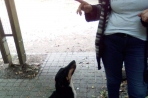 Chien