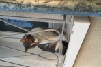 Chien