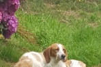 Chien