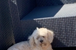 Chien