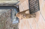 Chien