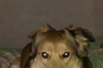 Chien