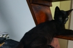 Chien