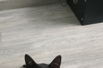 Chien