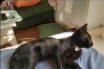 Chien