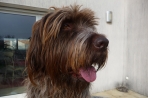 Chien