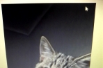 Chien