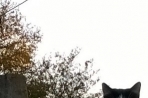 Chien