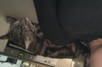 Chien