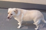 Chien