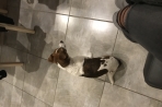 Chien