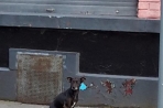 Chien