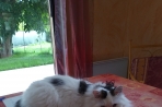 Chien