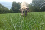 Chien