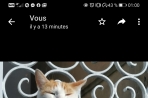 Chien