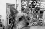 Chien