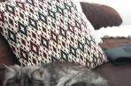 Chien