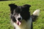 Chien