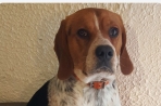 Chien