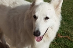 Chien