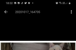 Chien