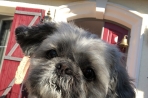 Chien