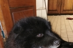 Chien