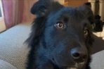 Chien