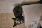 Chien
