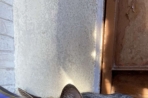 Chien