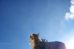 Chien