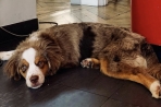 Chien